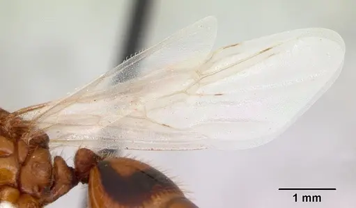 Solenopsis macdonaghi specimen CASENT0178138 image casent0178138_4
