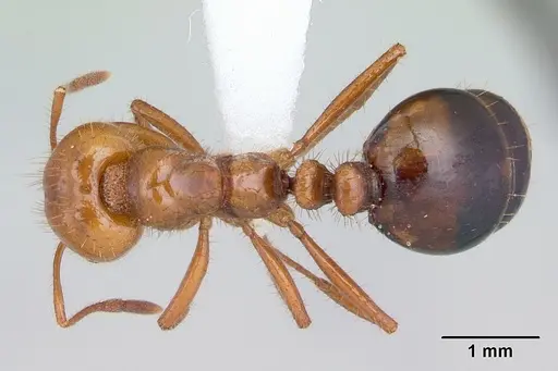 Solenopsis macdonaghi specimen CASENT0178139 image casent0178139_1