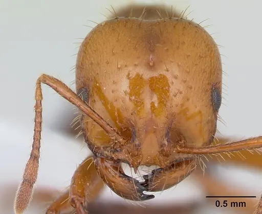 Solenopsis macdonaghi specimen CASENT0178139 image casent0178139_2
