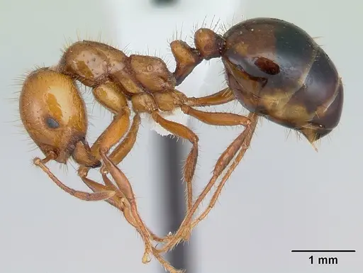 Solenopsis macdonaghi specimen CASENT0178139 image casent0178139_3