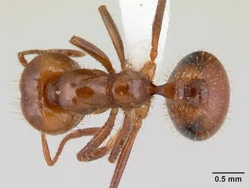 Solenopsis macdonaghi specimen CASENT0178143 image casent0178143_1