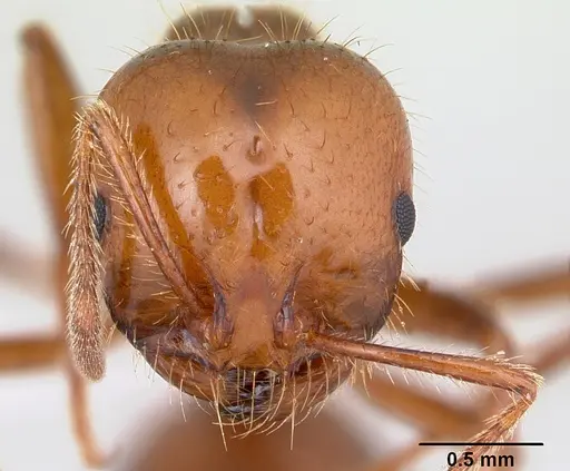 Solenopsis macdonaghi specimen CASENT0178143 image casent0178143_2