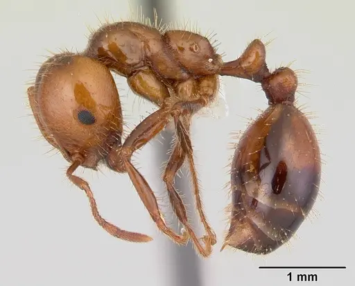 Solenopsis macdonaghi specimen CASENT0178143 image casent0178143_3