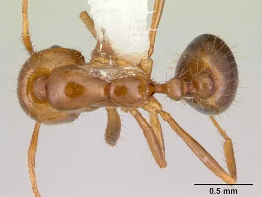 Solenopsis macdonaghi specimen CASENT0178144 image casent0178144_1