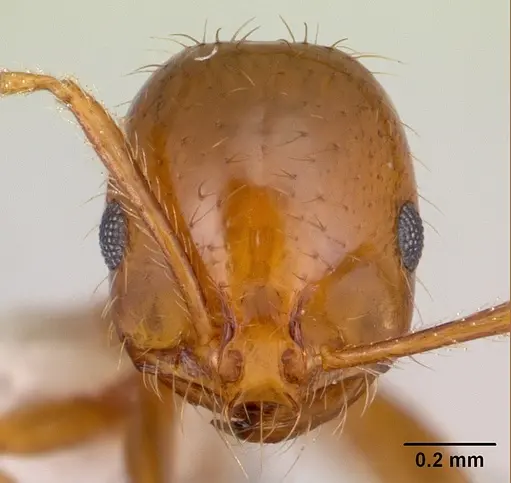 Solenopsis macdonaghi specimen CASENT0178144 image casent0178144_2