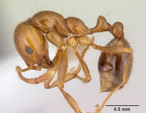 Solenopsis macdonaghi specimen CASENT0178144 image casent0178144_3