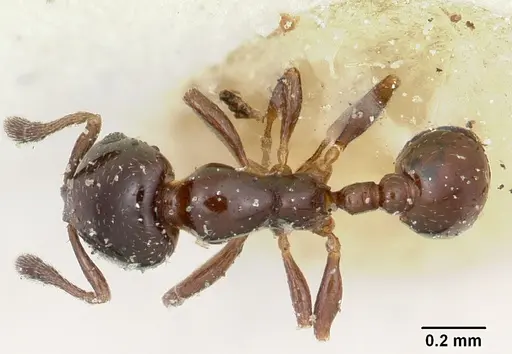 Solenopsis macrops specimen CASENT0103214 image casent0103214_1