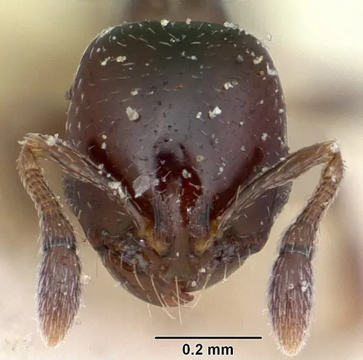 Solenopsis macrops specimen CASENT0103214 image casent0103214_2