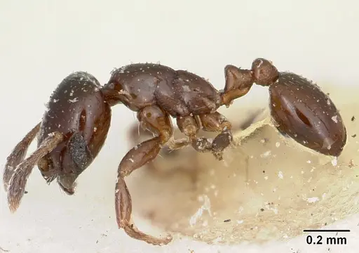 Solenopsis macrops specimen CASENT0103214 image casent0103214_3