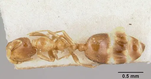 Solenopsis major specimen CASENT0104993 image casent0104993_1