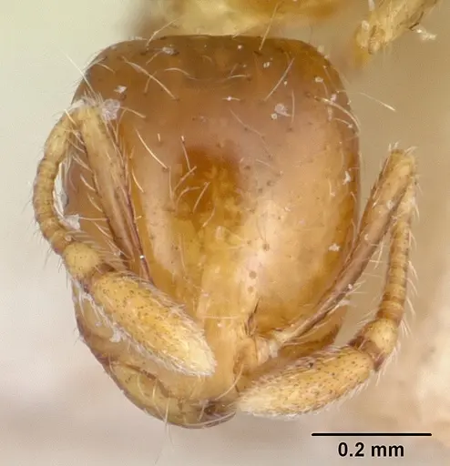 Solenopsis major specimen CASENT0104993 image casent0104993_2