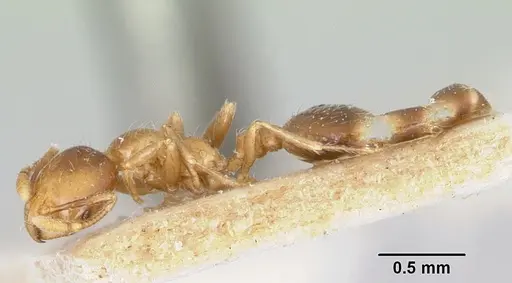 Solenopsis major specimen CASENT0104993 image casent0104993_3