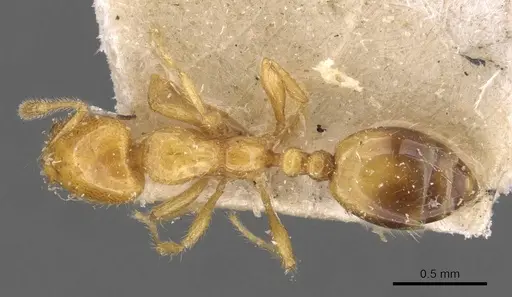 Solenopsis major specimen CASENT0908815 image casent0908815_1