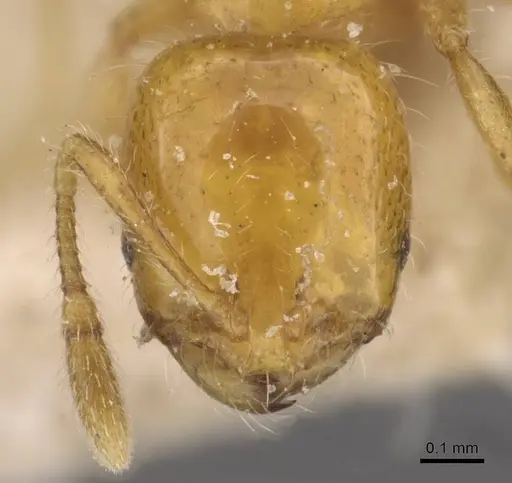 Solenopsis major specimen CASENT0908815 image casent0908815_2
