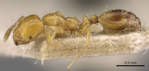 Solenopsis major specimen CASENT0908815 image casent0908815_3