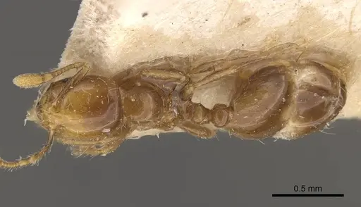 Solenopsis major specimen CASENT0908852 image casent0908852_1