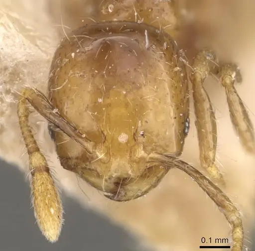 Solenopsis major specimen CASENT0908852 image casent0908852_2