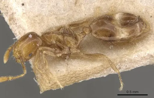 Solenopsis major specimen CASENT0908852 image casent0908852_3