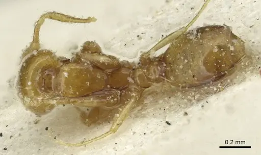 Solenopsis major specimen CASENT0913878 image casent0913878_1