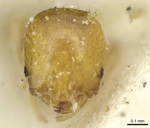 Solenopsis major specimen CASENT0913878 image casent0913878_2