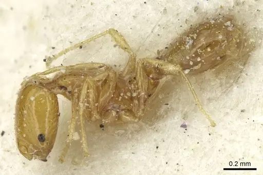 Solenopsis major specimen CASENT0913878 image casent0913878_3