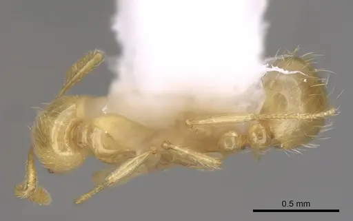 Solenopsis major specimen CASENT0923112 image casent0923112_1