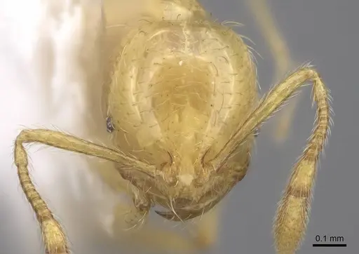 Solenopsis major specimen CASENT0923112 image casent0923112_2