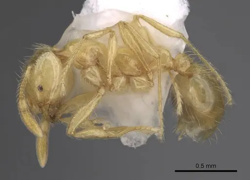 Solenopsis major specimen CASENT0923112 image casent0923112_3