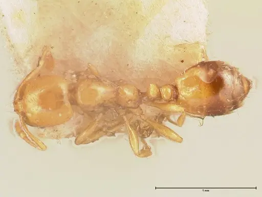 Solenopsis major specimen FOCOL0705 image focol0705_1