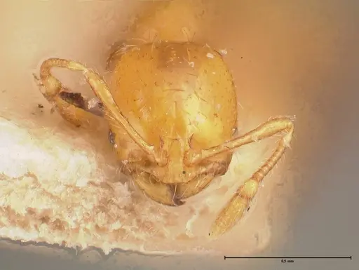 Solenopsis major specimen FOCOL0705 image focol0705_2