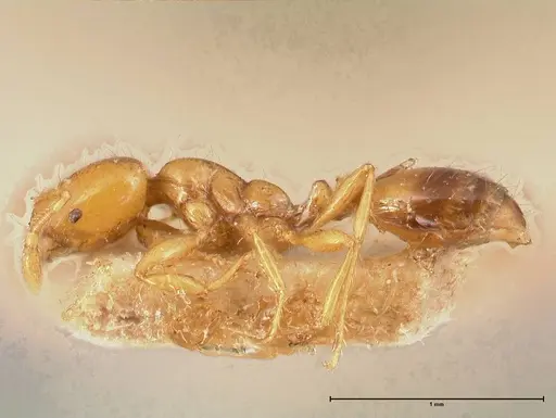 Solenopsis major specimen FOCOL0705 image focol0705_3
