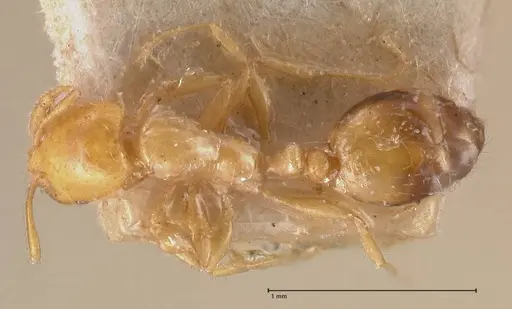 Solenopsis major specimen FOCOL0774-1 image focol0774-1_1