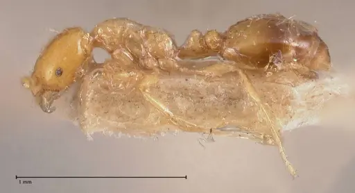Solenopsis major specimen FOCOL0774-1 image focol0774-1_3