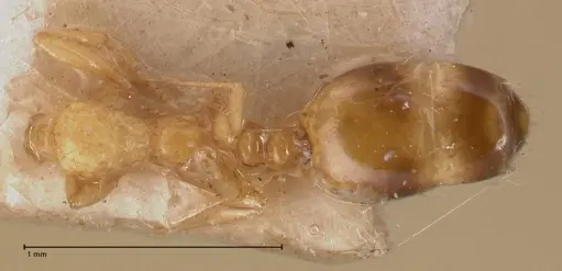 Solenopsis major specimen FOCOL0774-2 image focol0774-2_1