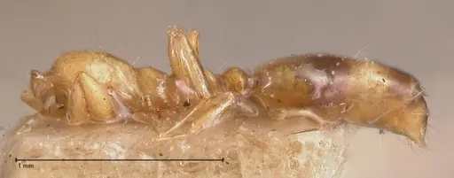 Solenopsis major specimen FOCOL0774-2 image focol0774-2_2