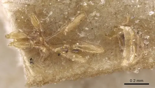 Solenopsis maligna specimen CASENT0913908 image casent0913908_1