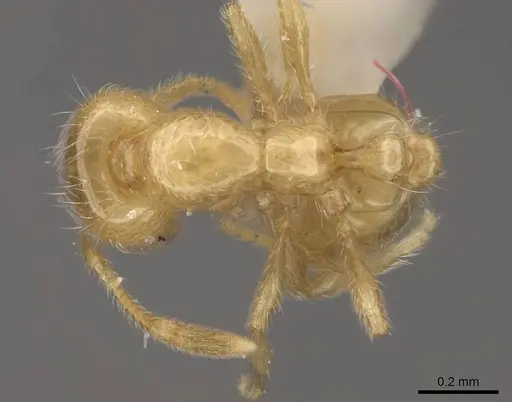 Solenopsis maligna specimen CASENT0923078 image casent0923078_1