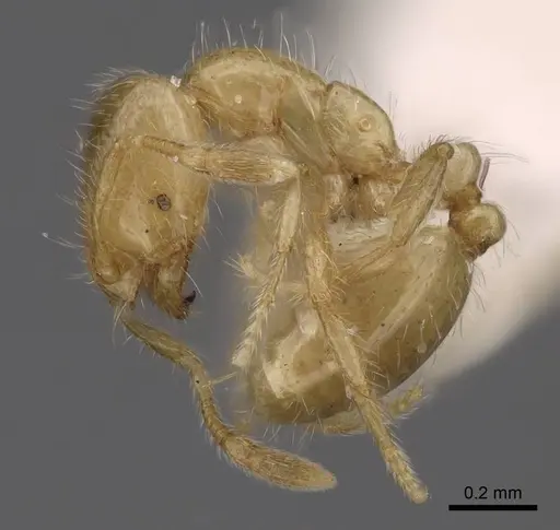 Solenopsis maligna specimen CASENT0923078 image casent0923078_3