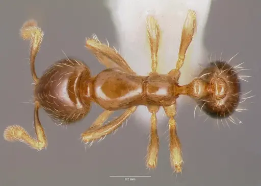 Solenopsis mameti specimen CASENT0005972 image casent0005972_1