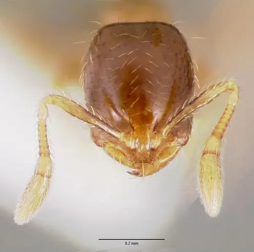 Solenopsis mameti specimen CASENT0005972 image casent0005972_2