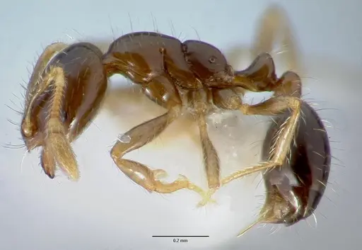 Solenopsis mameti specimen CASENT0005972 image casent0005972_3