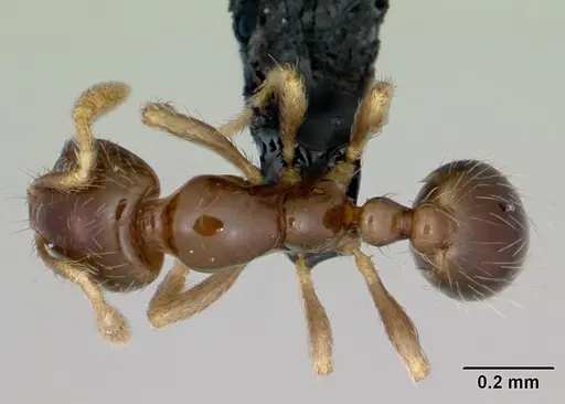 Solenopsis mameti specimen CASENT0006828 image casent0006828_1