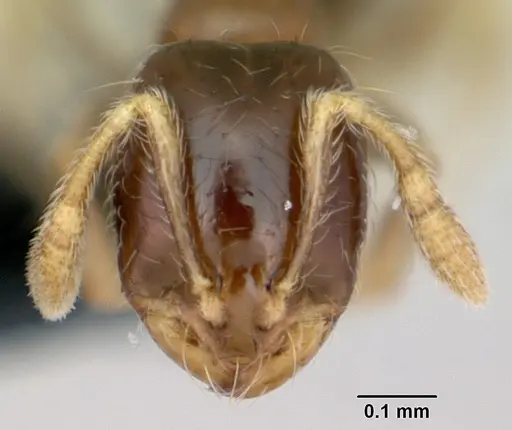 Solenopsis mameti specimen CASENT0006828 image casent0006828_2