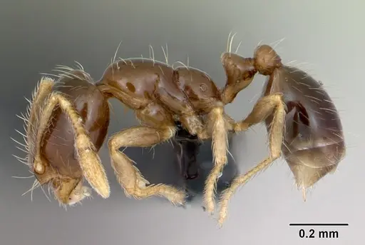 Solenopsis mameti specimen CASENT0006828 image casent0006828_3