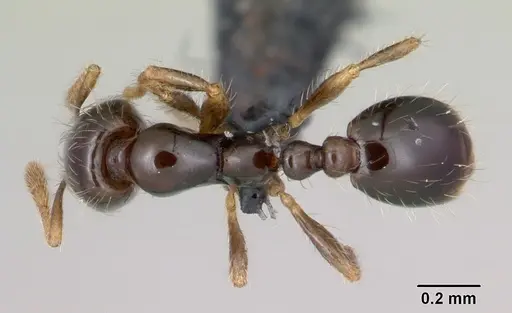 Solenopsis mameti specimen CASENT0060219 image casent0060219_1