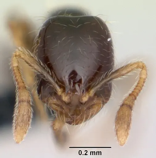 Solenopsis mameti specimen CASENT0060219 image casent0060219_2