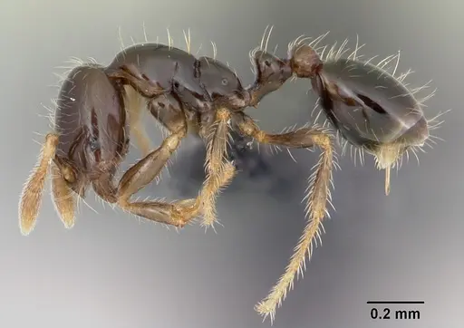 Solenopsis mameti specimen CASENT0060219 image casent0060219_3