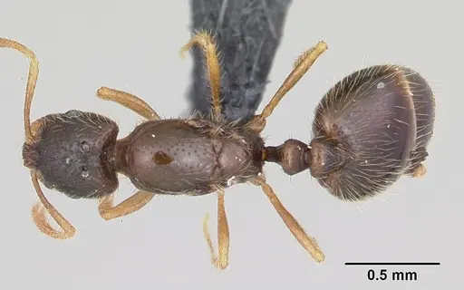 Solenopsis mameti specimen CASENT0060346 image casent0060346_1