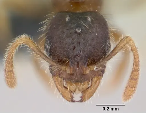 Solenopsis mameti specimen CASENT0060346 image casent0060346_2