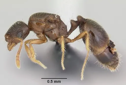 Solenopsis mameti specimen CASENT0060346 image casent0060346_3